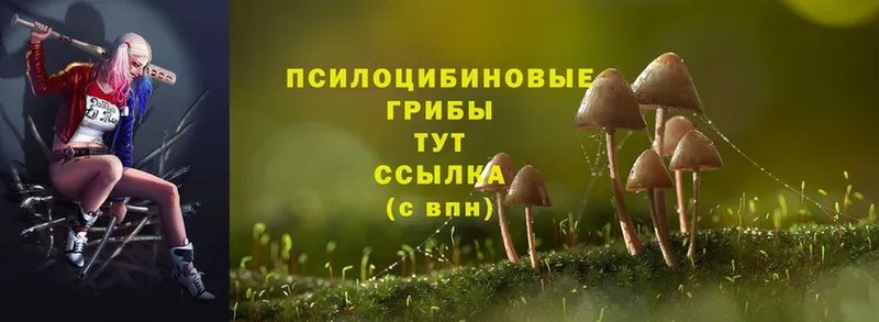 наркошоп  Рязань  Галлюциногенные грибы Psilocybe 